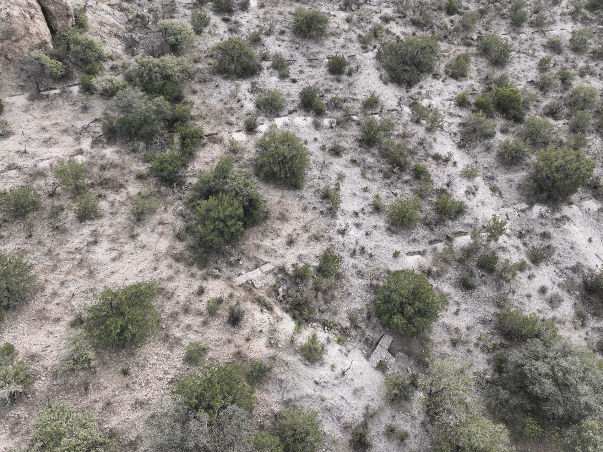 Imagen de Chihuahua