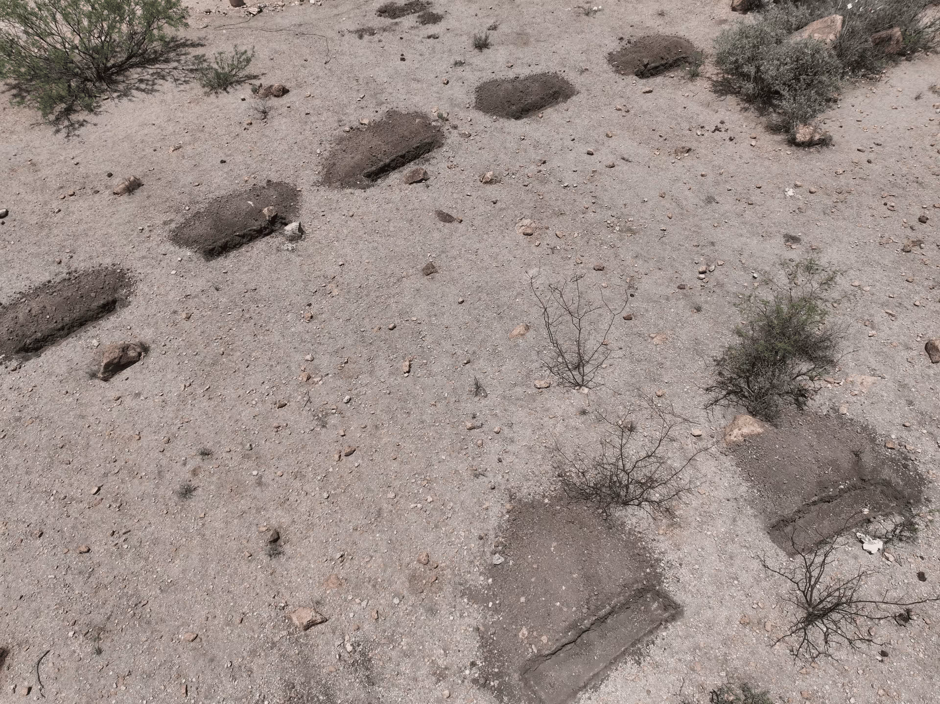 Imagen de Chihuahua