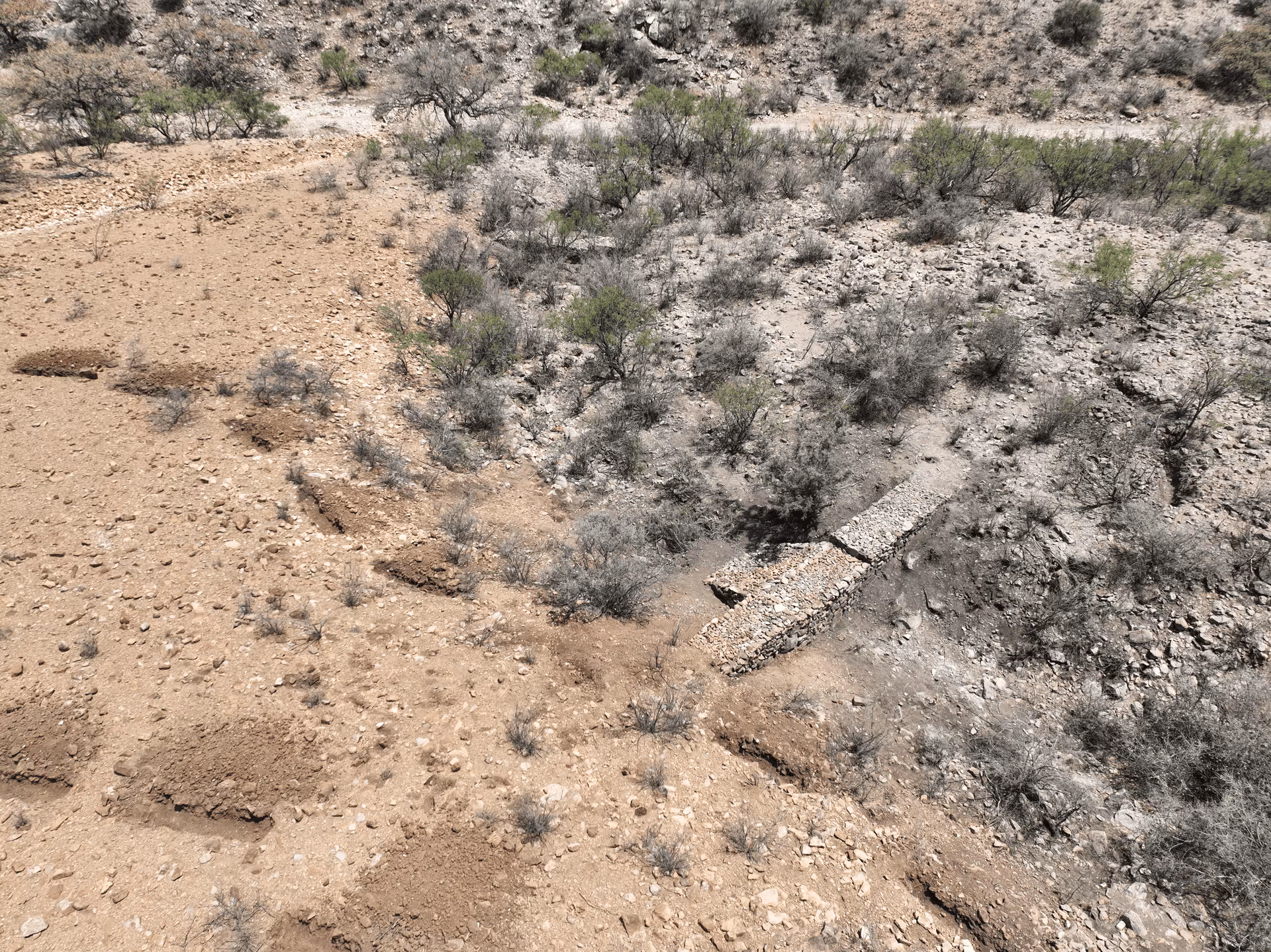 Imagen de Chihuahua