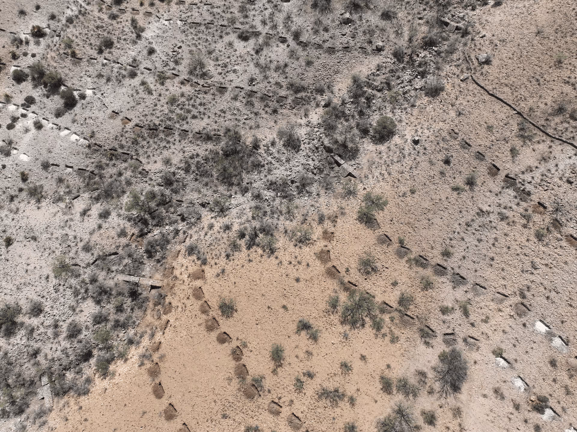 Imagen de Chihuahua
