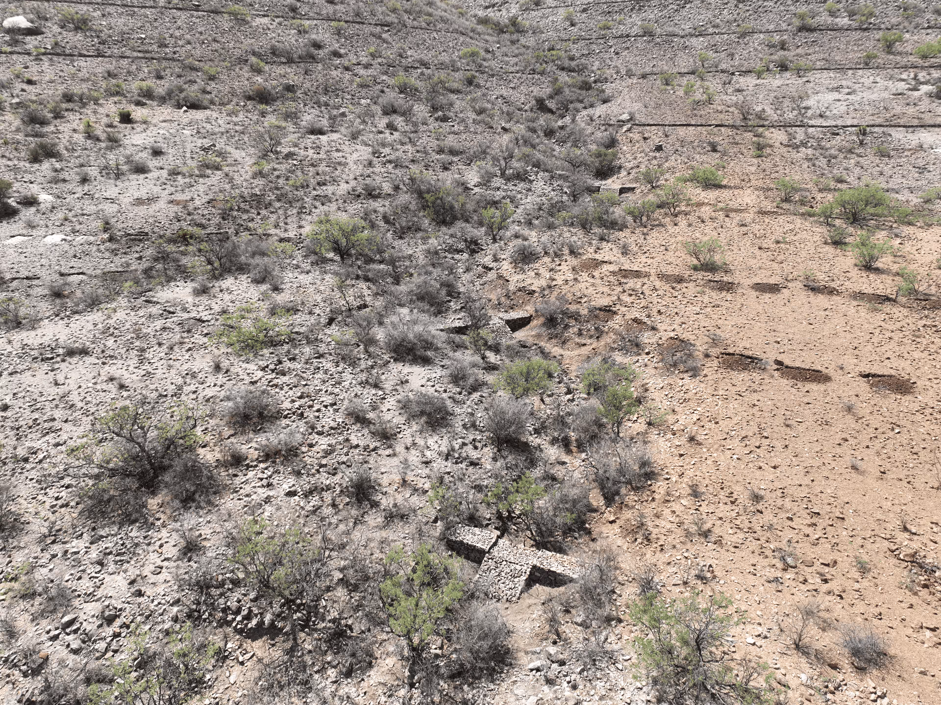 Imagen de Chihuahua