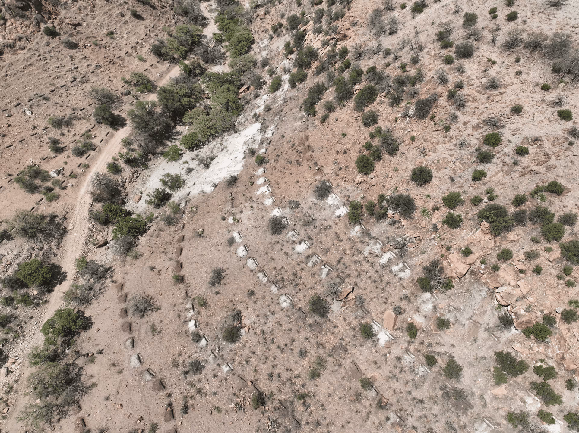 Imagen de Chihuahua