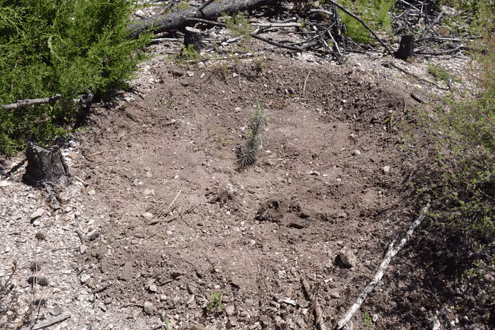 Reforestación, Nuevo León