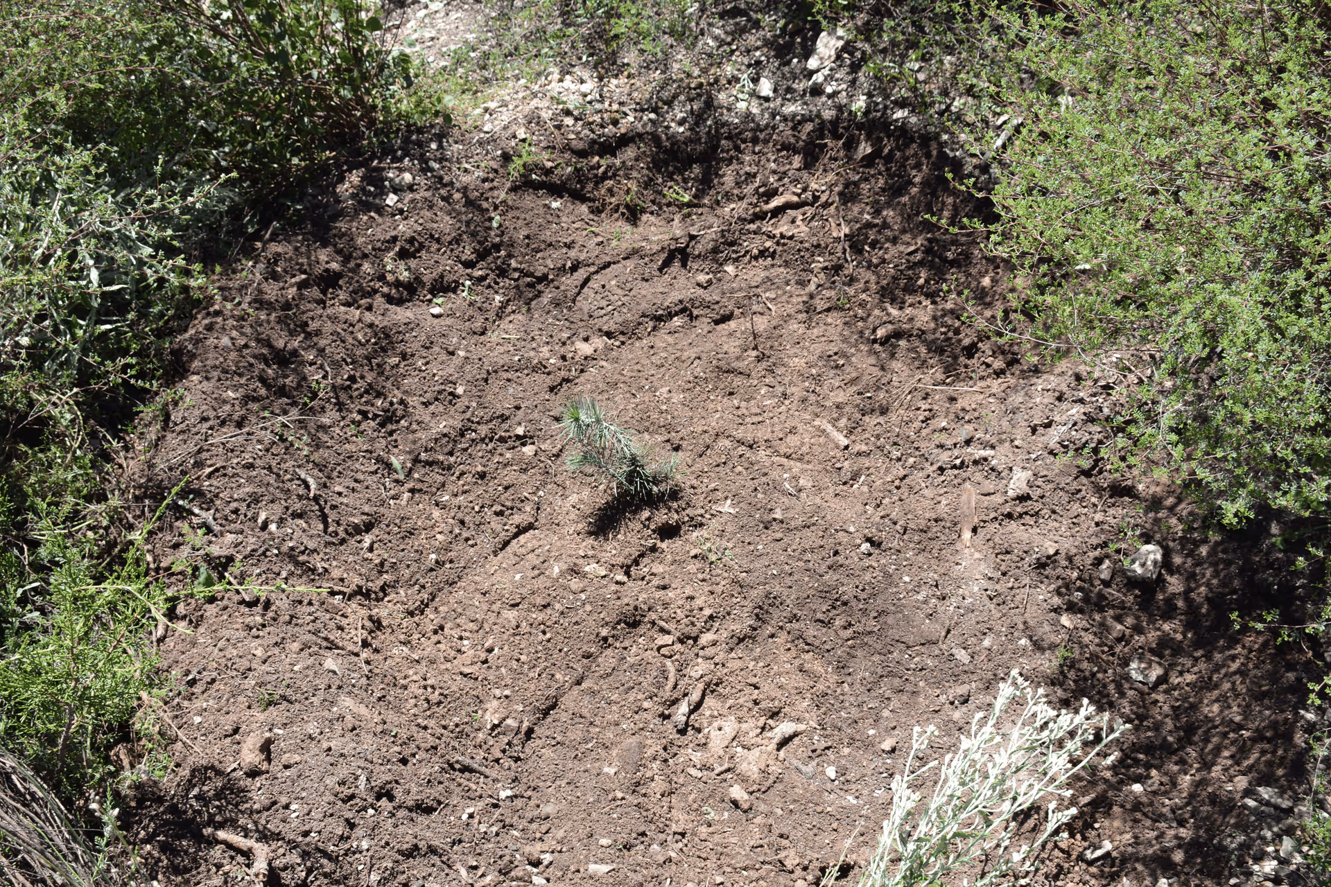 Imagen de Reforestación, Nuevo León