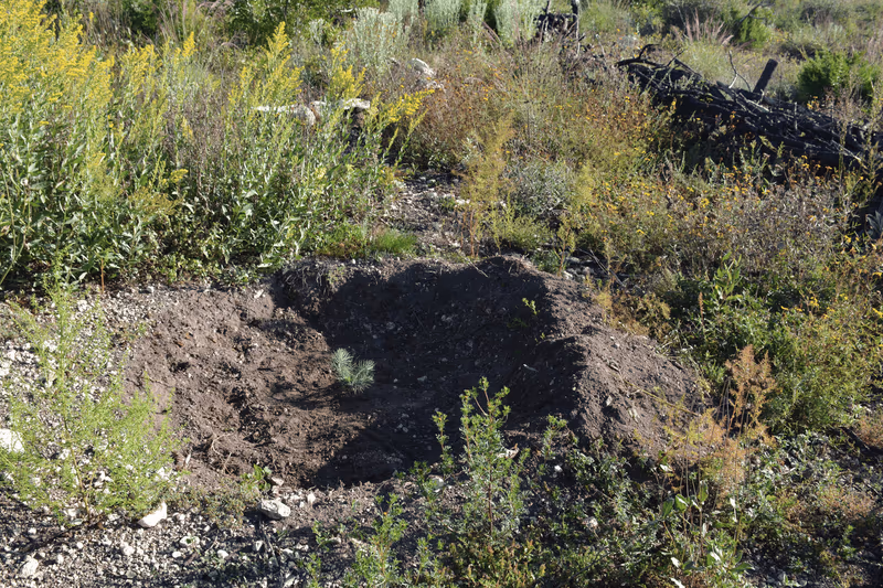 Imagen de Reforestación, Nuevo León