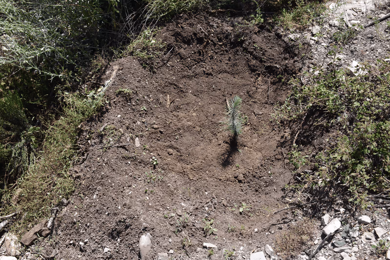 Imagen de Reforestación, Nuevo León