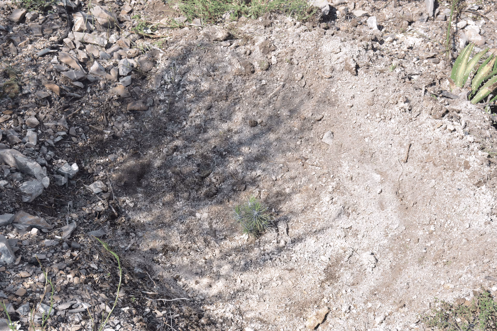 Imagen de Reforestación, Nuevo León