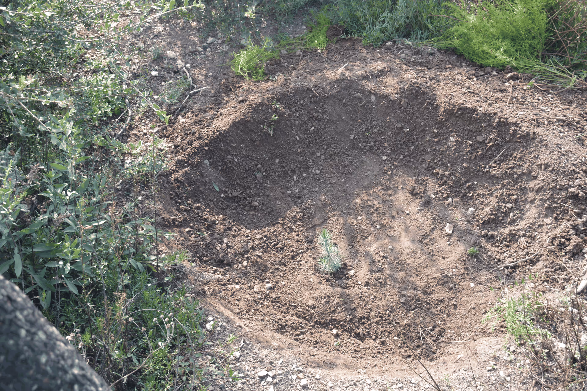 Imagen de Reforestación, Nuevo León