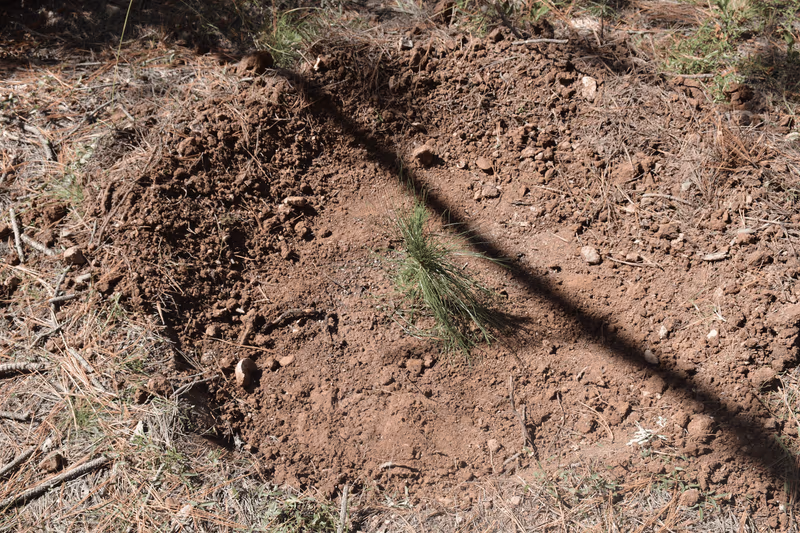 Imagen de Reforestación, Nuevo León