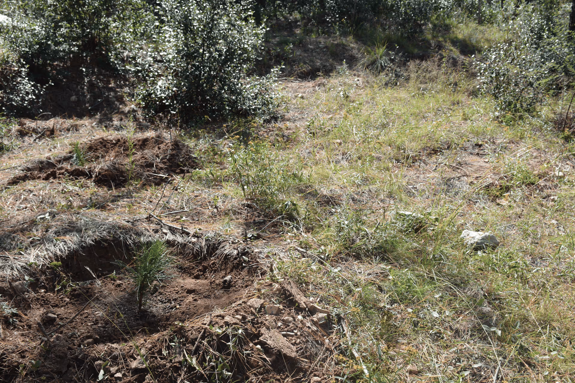 Imagen de Reforestación, Nuevo León