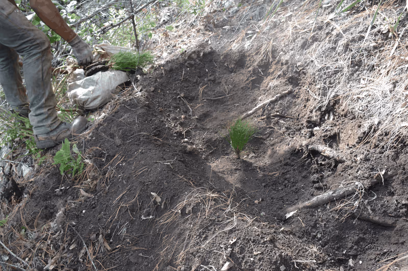 Imagen de Reforestación, Nuevo León