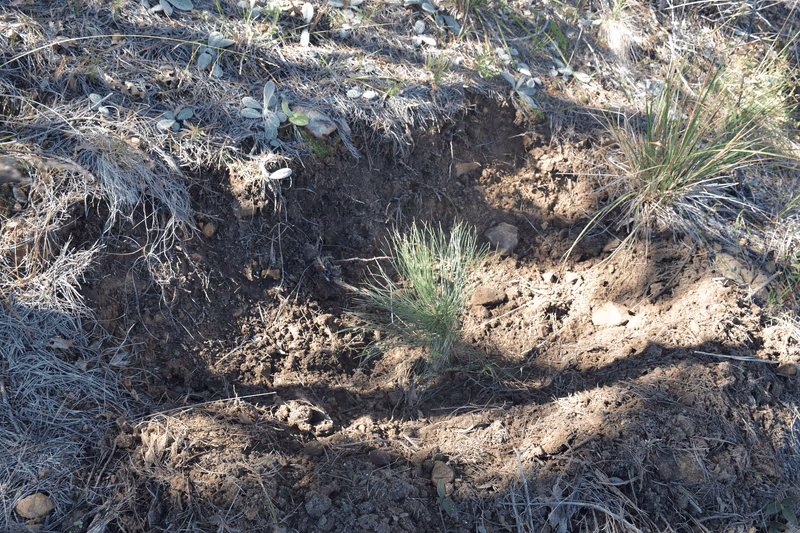 Imagen de Reforestación, Nuevo León