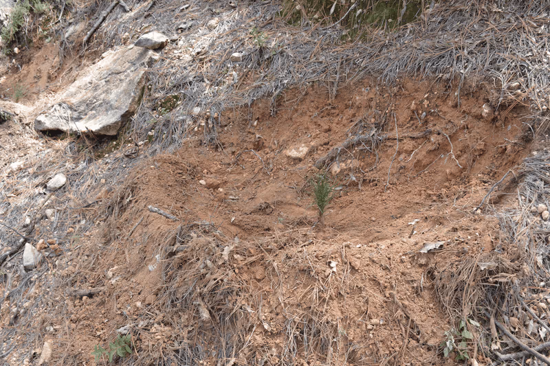 Imagen de Reforestación, Nuevo León