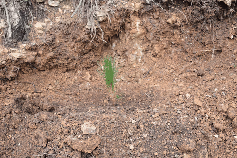 Imagen de Reforestación, Nuevo León