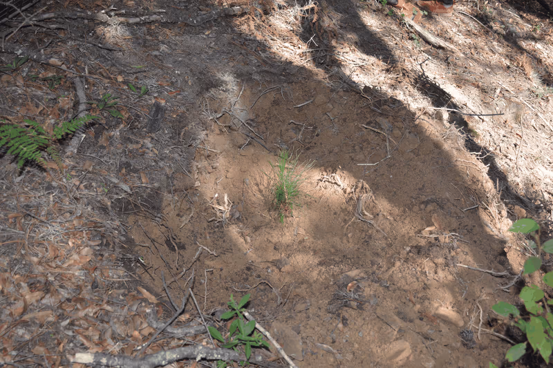 Imagen de Reforestación, Nuevo León