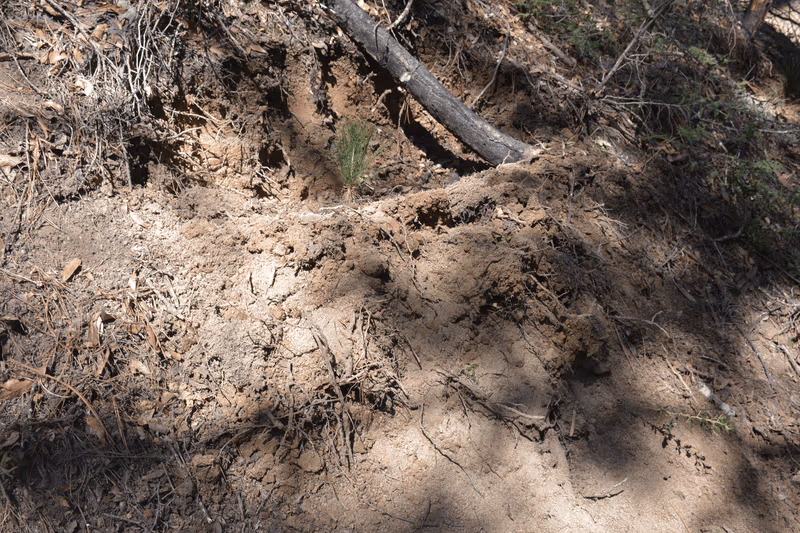 Imagen de Reforestación, Nuevo León