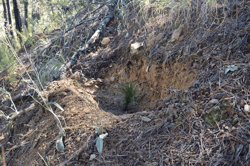 Imagen de Reforestación, Nuevo León