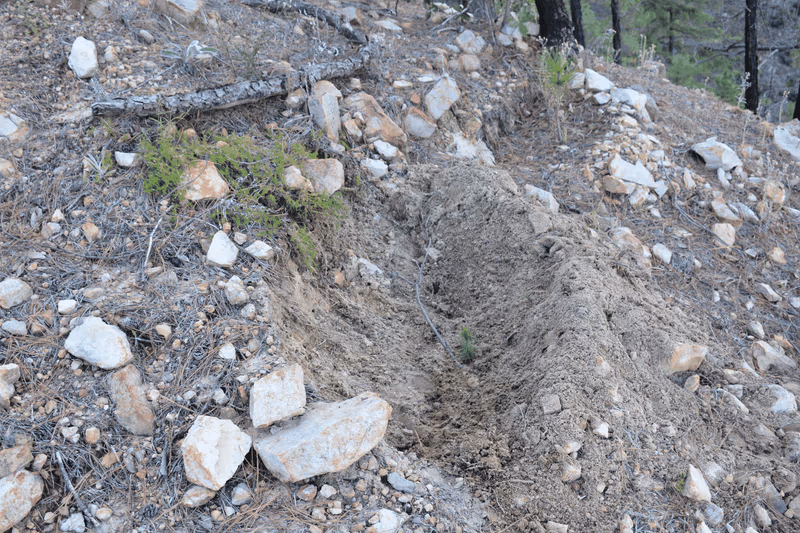 Imagen de Reforestación, Nuevo León