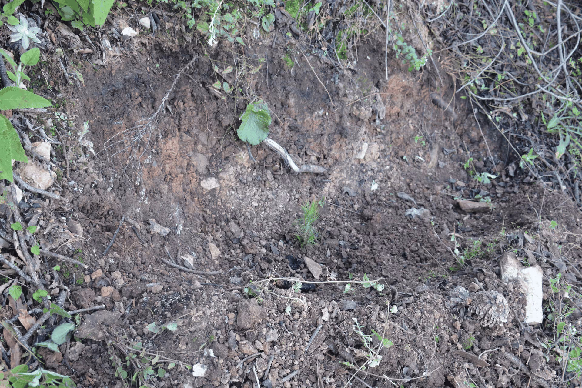 Imagen de Reforestación, Nuevo León