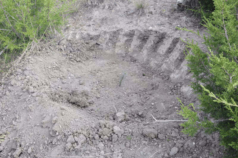 Imagen de Reforestación, Nuevo León