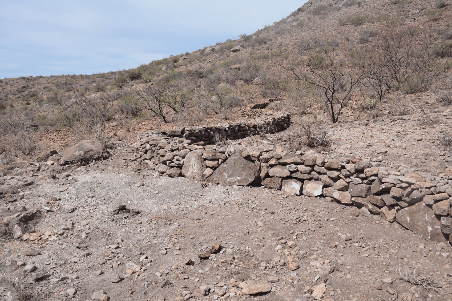 Imagen de Chihuahua