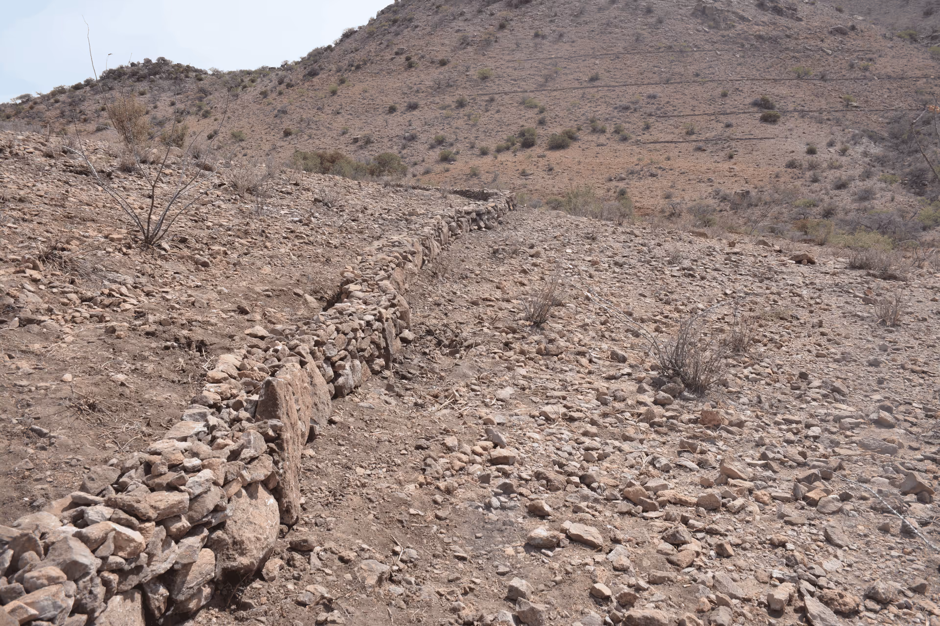 Imagen de Chihuahua
