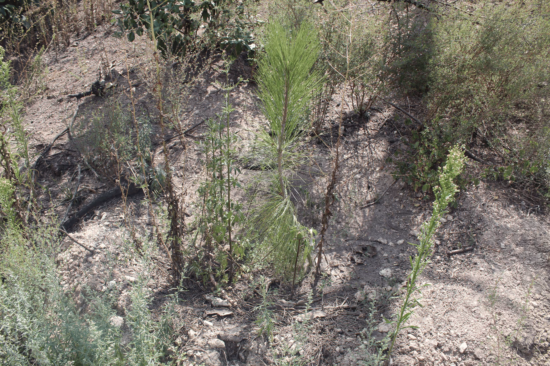 Imagen de Reforestación, Nuevo León
