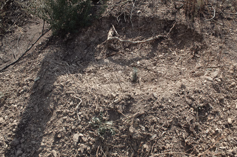 Imagen de Reforestación, Nuevo León