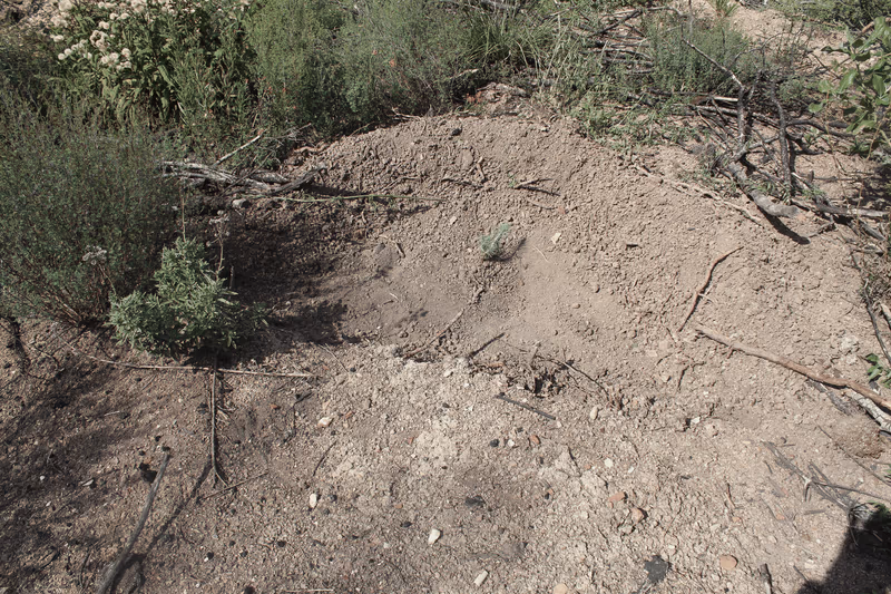 Imagen de Reforestación, Nuevo León