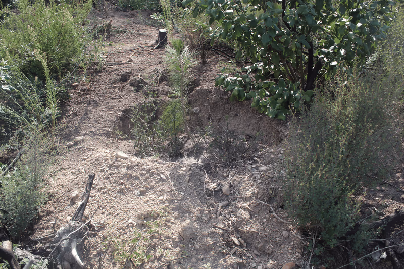 Imagen de Reforestación, Nuevo León