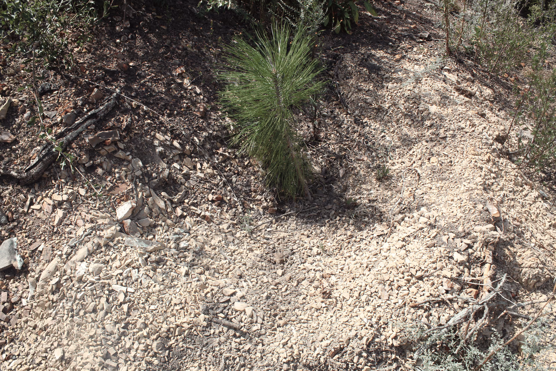 Imagen de Reforestación, Nuevo León