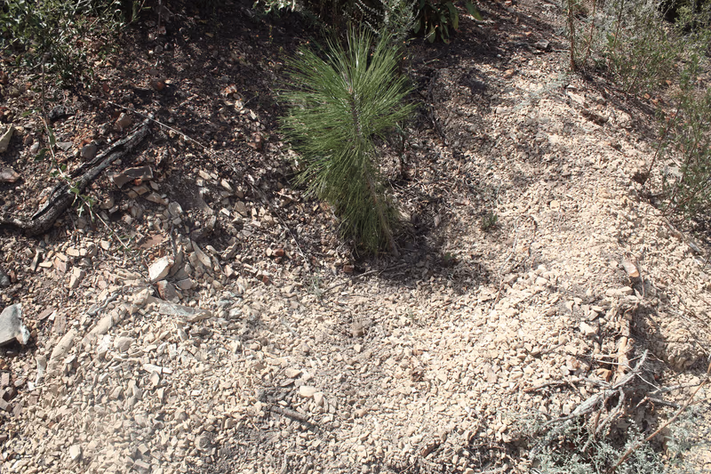 Imagen de Reforestación, Nuevo León