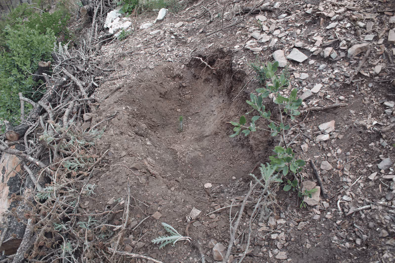 Imagen de Reforestación, Nuevo León