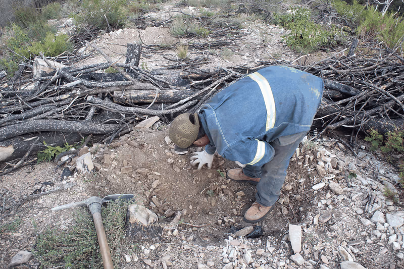 Imagen de Reforestación, Nuevo León