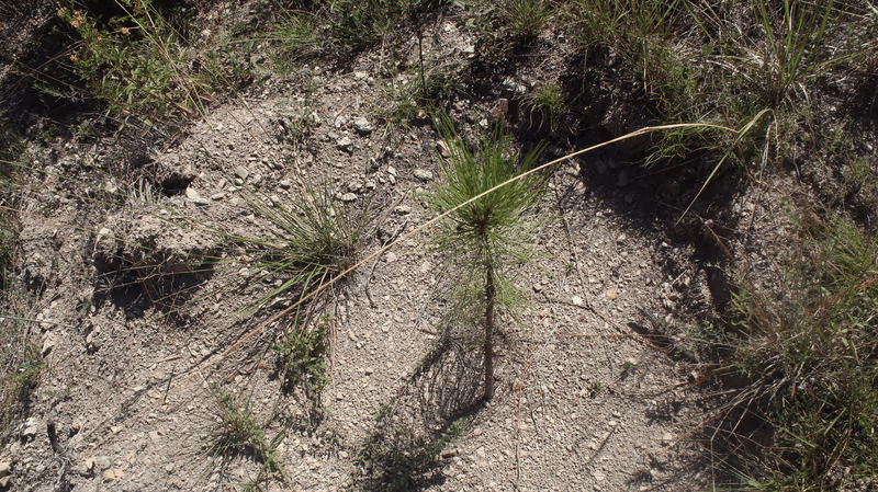 Imagen de Reforestación, Nuevo León