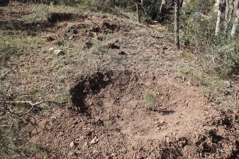Imagen de Reforestación, Nuevo León