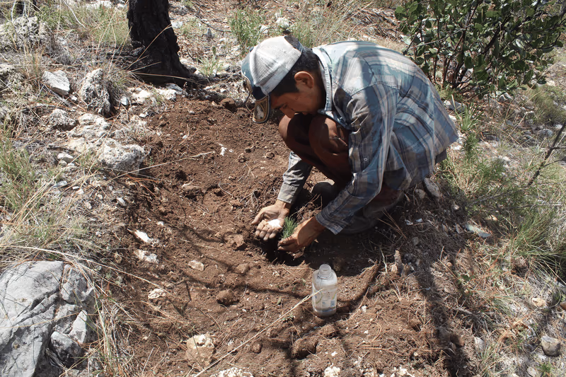 Imagen de Reforestación, Nuevo León