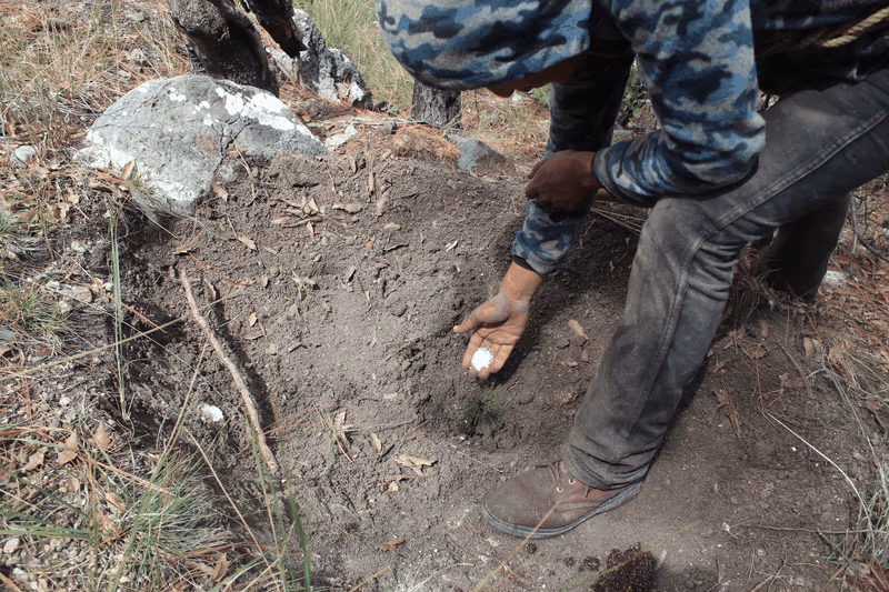 Imagen de Reforestación, Nuevo León