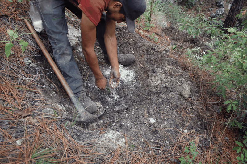 Imagen de Reforestación, Nuevo León
