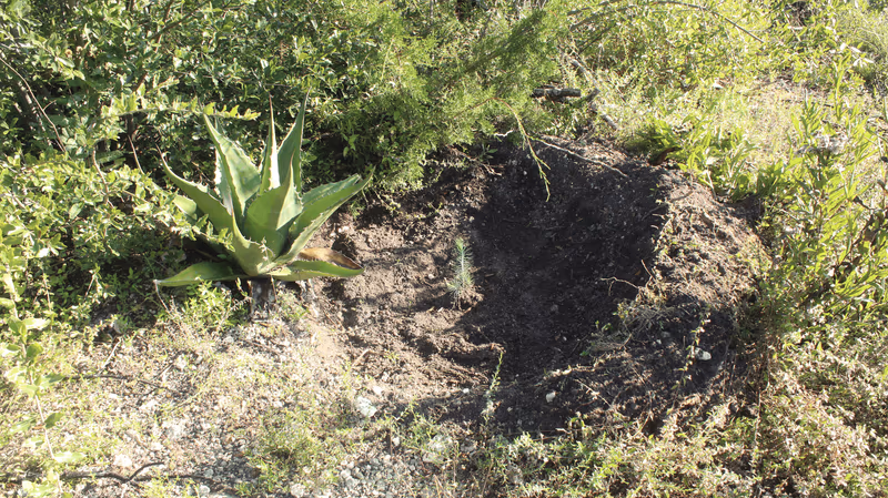 Imagen de Reforestación, Nuevo León