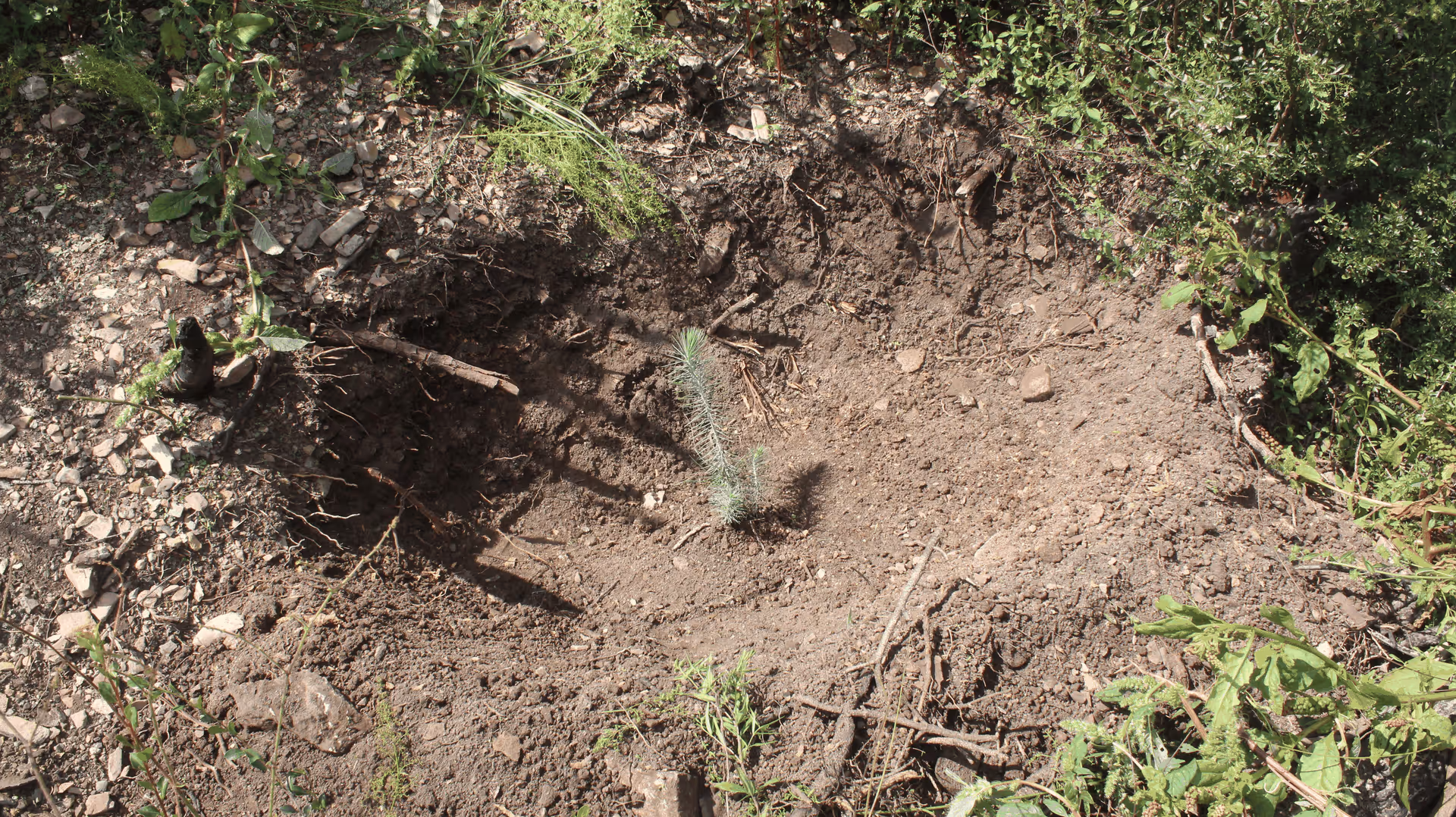 Imagen de Reforestación, Nuevo León
