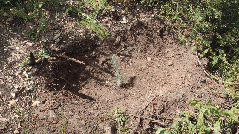 Imagen de Reforestación, Nuevo León