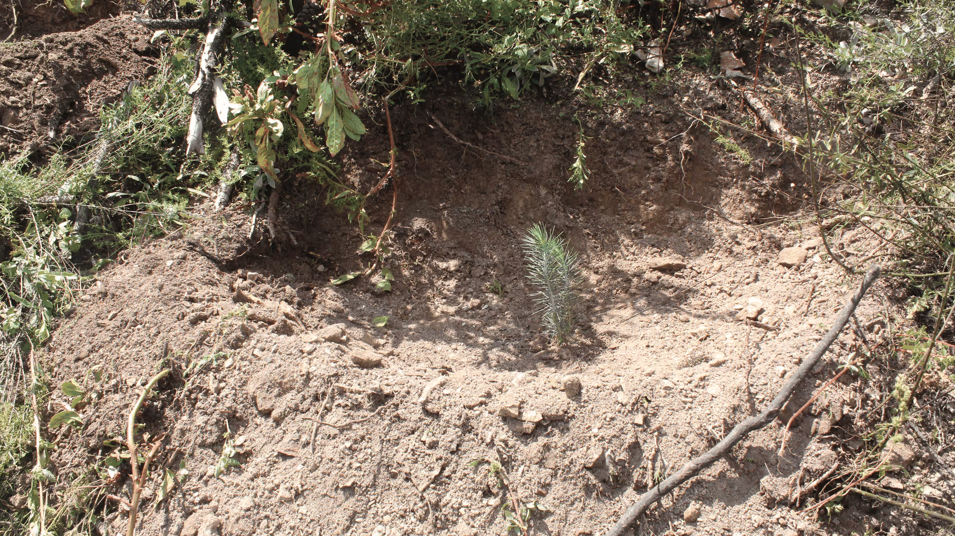 Imagen de Reforestación, Nuevo León