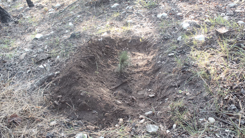 Imagen de Reforestación, Nuevo León