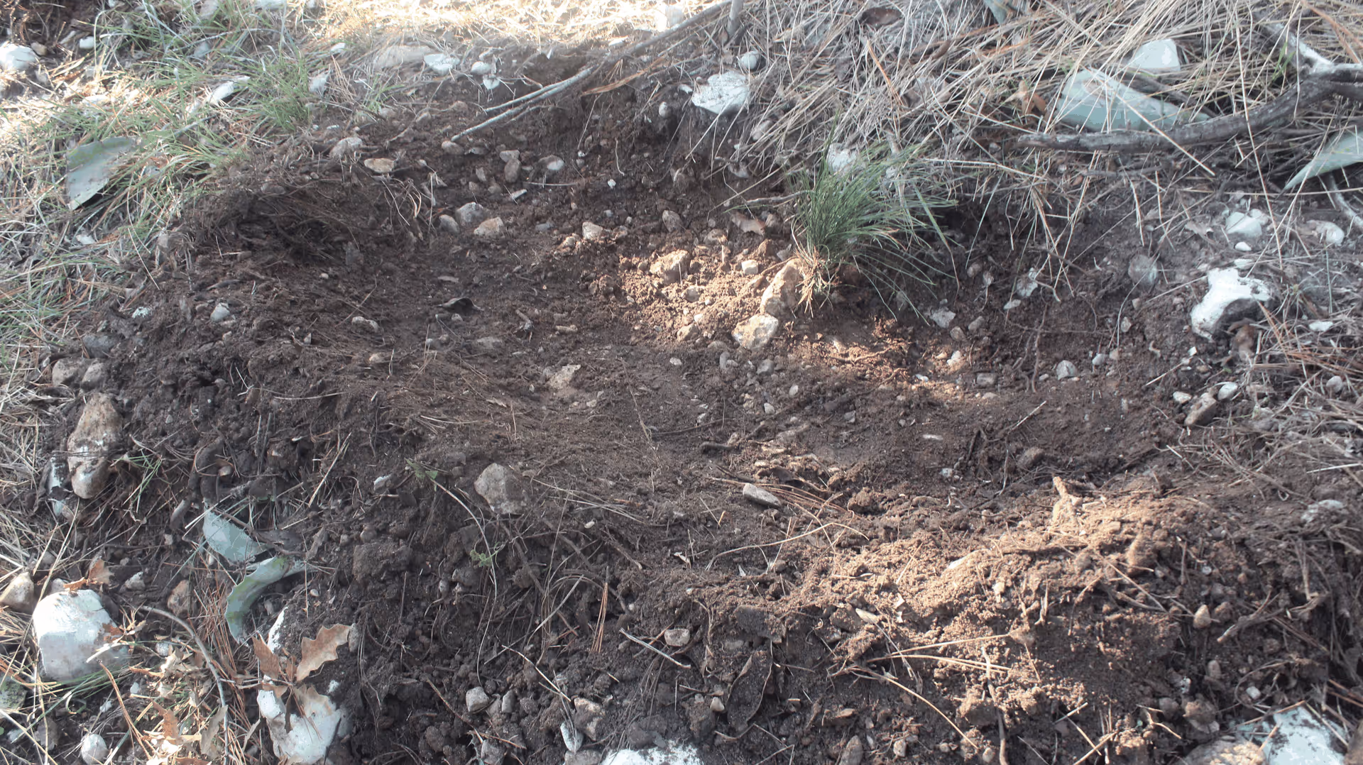 Imagen de Reforestación, Nuevo León
