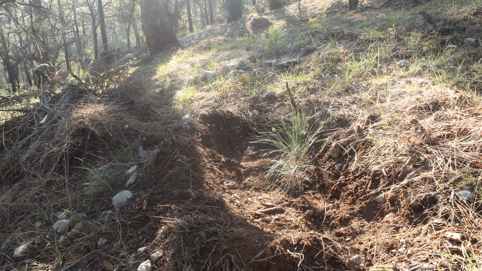 Imagen de Reforestación, Nuevo León