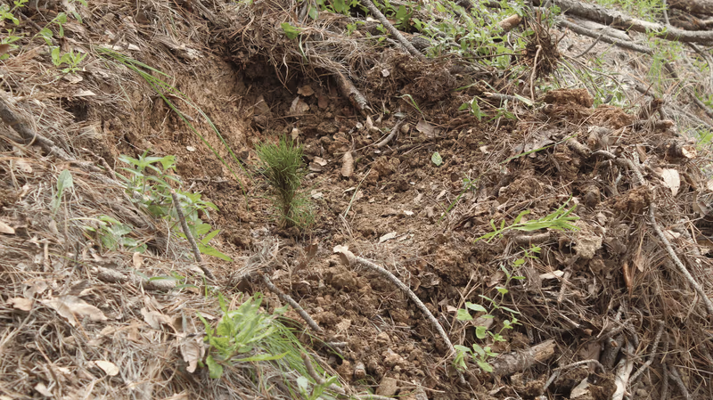 Imagen de Reforestación, Nuevo León