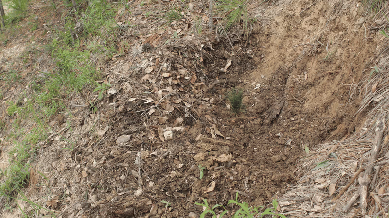 Imagen de Reforestación, Nuevo León