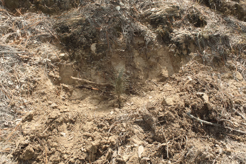 Imagen de Reforestación, Nuevo León