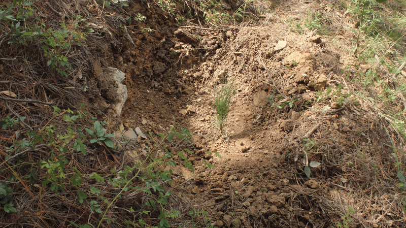 Imagen de Reforestación, Nuevo León